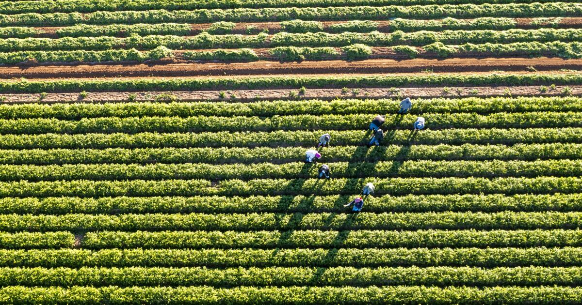 Featured image for Rare Animal-Borne Disease Outbreak Among Ventura Farmworkers