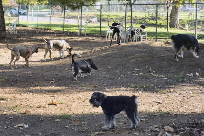 Mysterious Dog Illness Spreads Across Multiple States: Urgent Concerns Arise