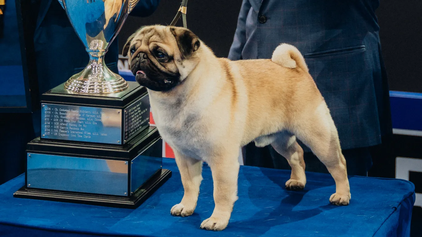Featured image for Vito the Pug Steals the Spotlight at National Dog Show