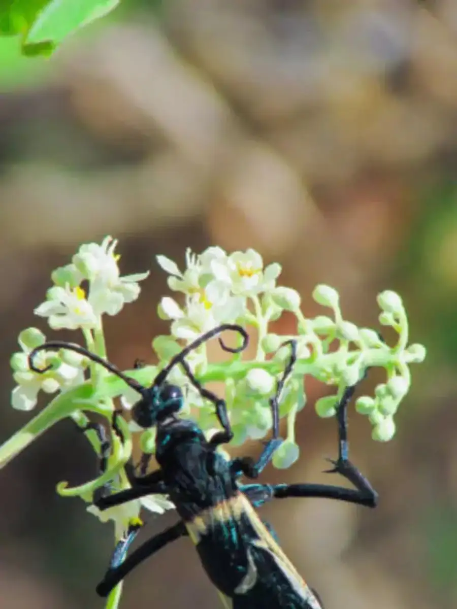 9 Small Creatures Worth More Than Gold