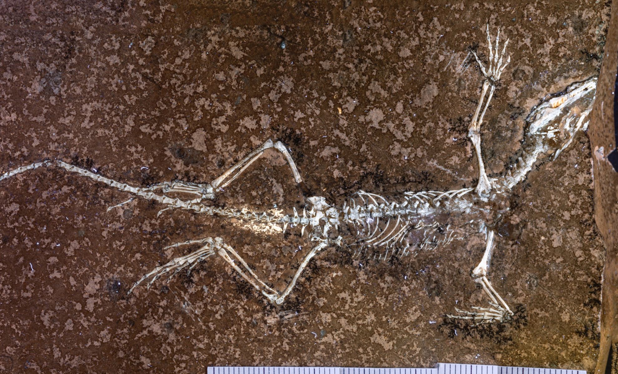 Featured image for Ancient Jurassic Tree-Climbing Reptile Revealed by Reunited Fossil Halves