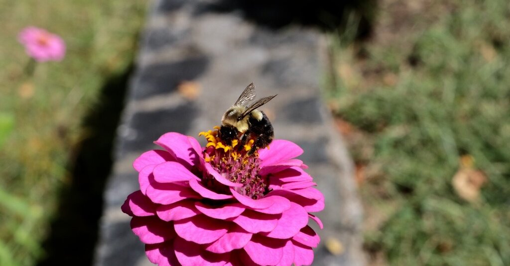 Featured image for "January 27, 2024 Spelling Bee Answers Revealed"