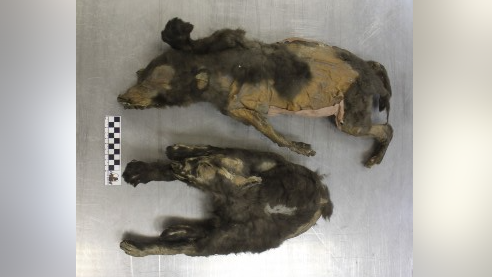 Featured image for 14,000-Year-Old 'Puppies' Were Actually Wolf Sisters, Not Dogs