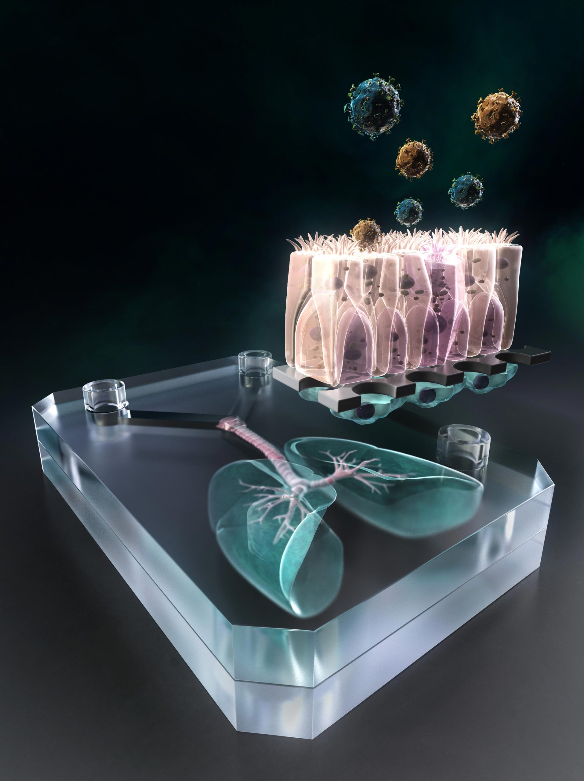 Featured image for Scientists Create Lung-on-a-Chip to Prevent Future Pandemics