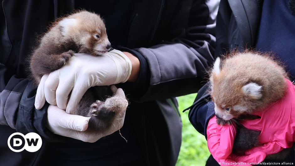 Featured image for Red Panda Twins Bring Hope to Endangered Species at Zoos in Germany and UK