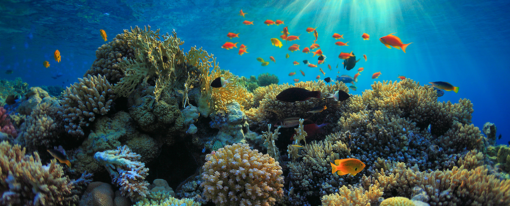 Featured image for "The Lunar Influence on Coral Reef Sounds"