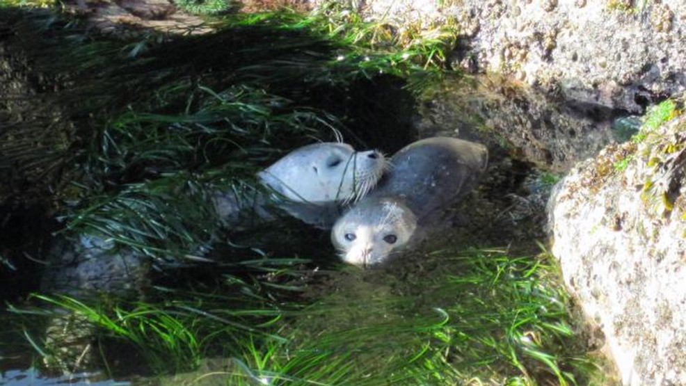 Featured image for Bird Flu Spreads to Puget Sound Harbor Seals, Raising Concerns for Humans