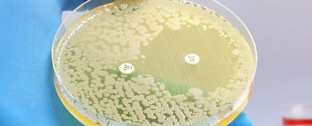 Long-Term Study Reveals Resilience of Gut Bacteria to Antibiotics