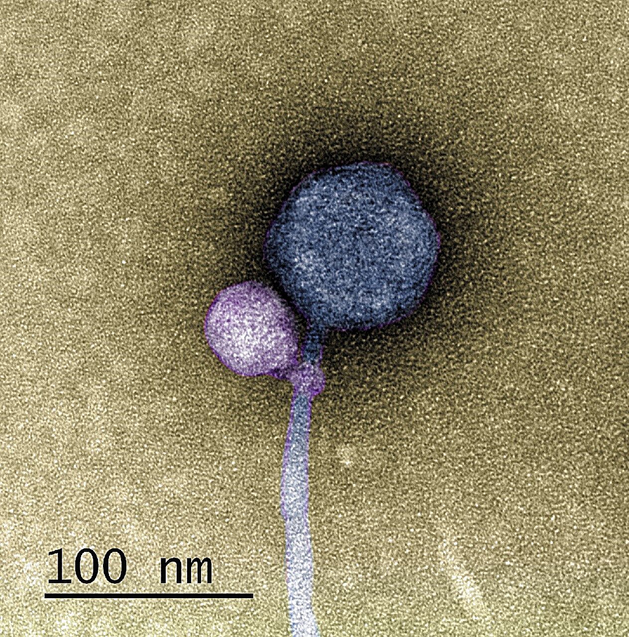 Featured image for Viral Fusion: Unprecedented Observation of Virus-Virus Interaction