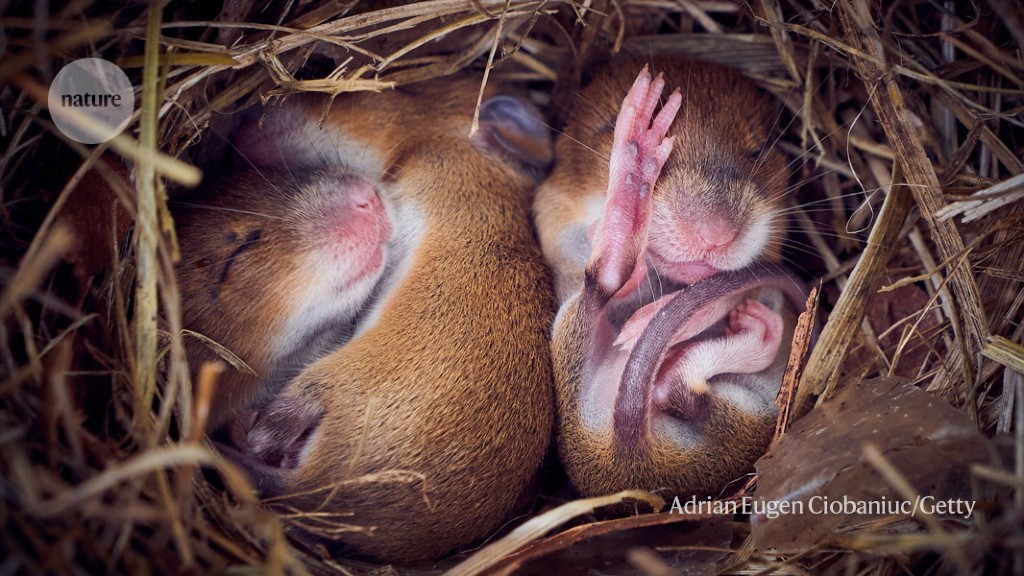 Uncovering the Link Between Stress and Disrupted Sleep in Mice