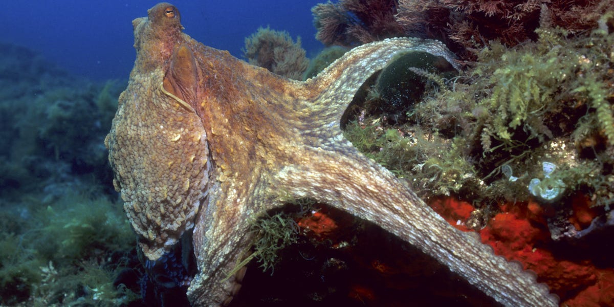 Featured image for Proposed octopus farm raises concerns over welfare.