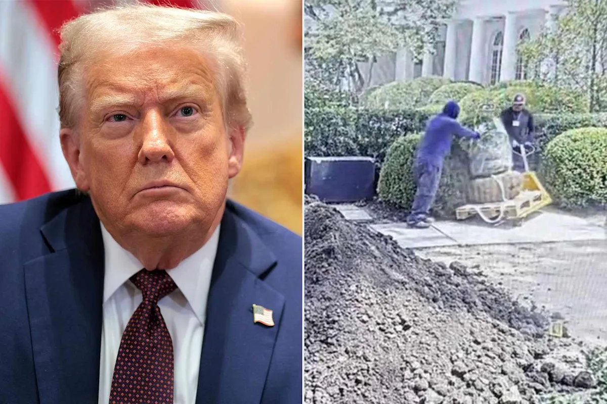 Featured image for Trump Removes Contractor Over Damage to White House Rose Garden