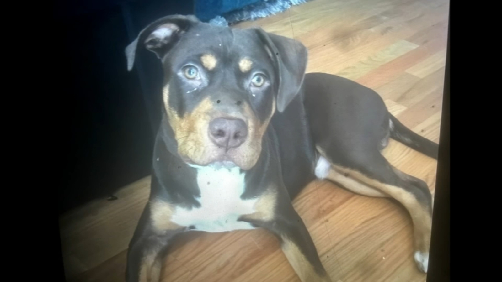 Featured image for "Beloved Pit Bull Stolen at Gunpoint in Chicago's East Garfield Park"