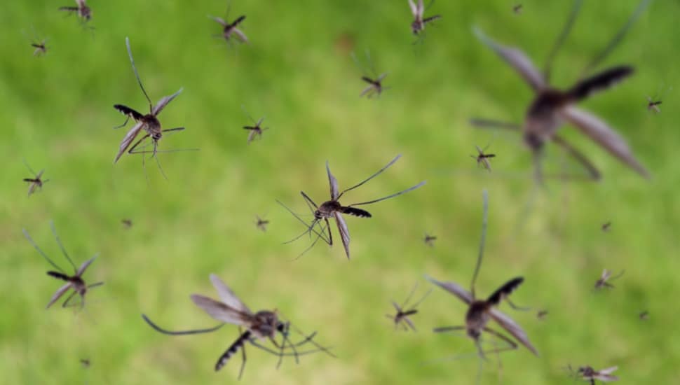 Featured image for Mosquito Spraying Initiatives Launched in Local Townships and Tri-Cities