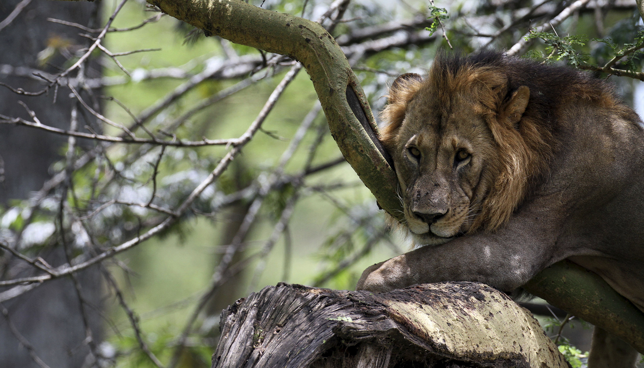 Featured image for "Lion Mauling Death Near Kwale Sparks Human-Wildlife Conflict Concerns"