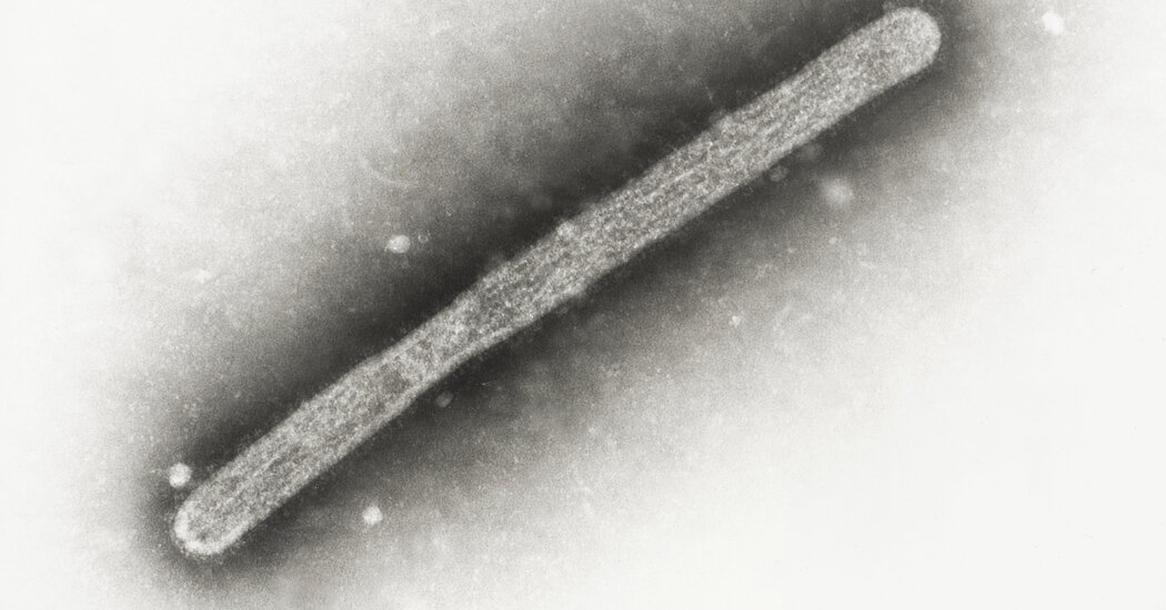 Second Human Bird Flu Case Confirmed in Michigan Farm Worker