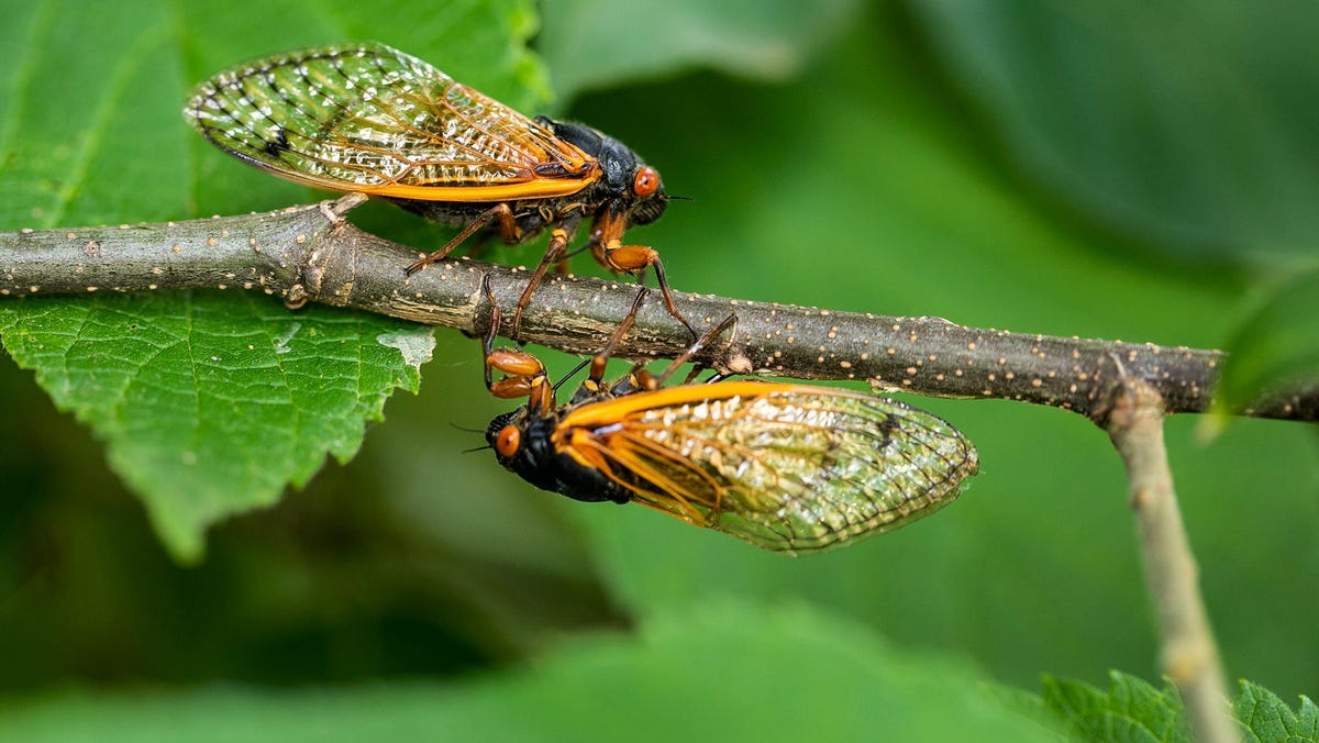Featured image for "Cicadageddon 2024: Tracing the Emergence of Brood XIX and Brood XIII Across States"