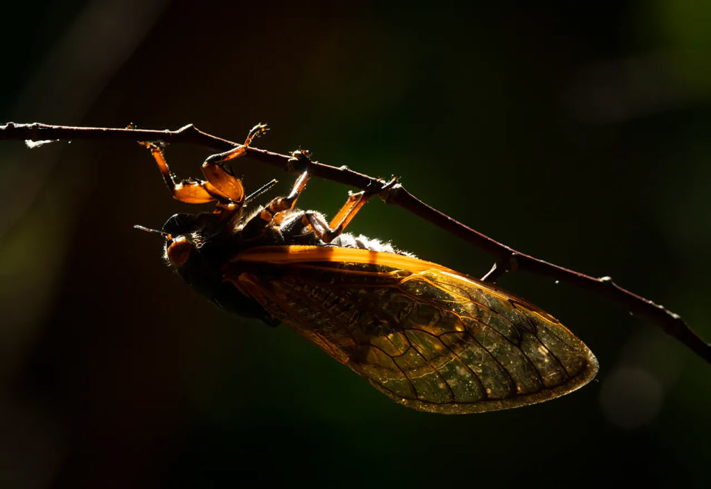 Featured image for "The Great Cicada Invasion: A Trillion Insects Set to Emerge"