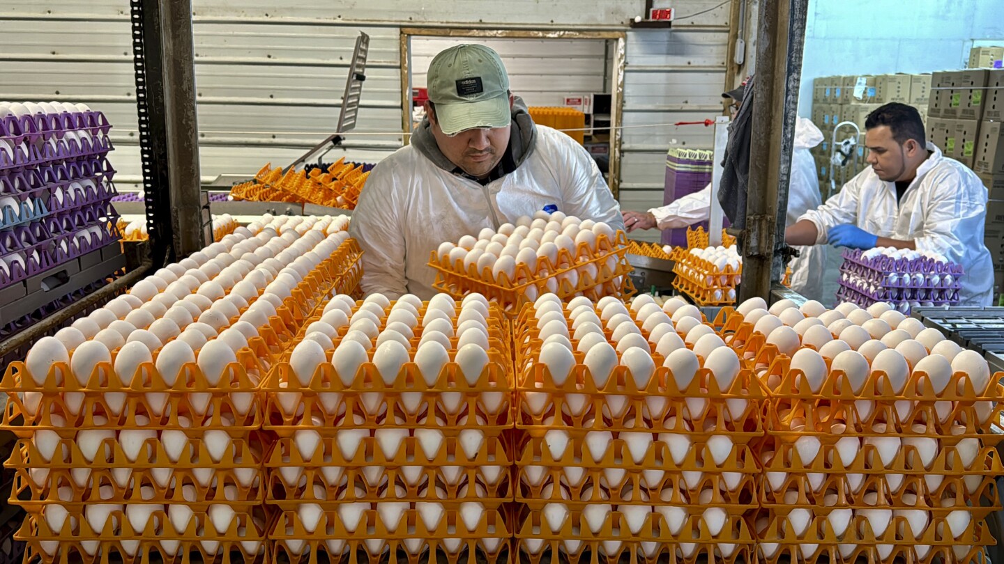 Featured image for "Avian Flu Outbreaks Devastate California's Poultry Industry"
