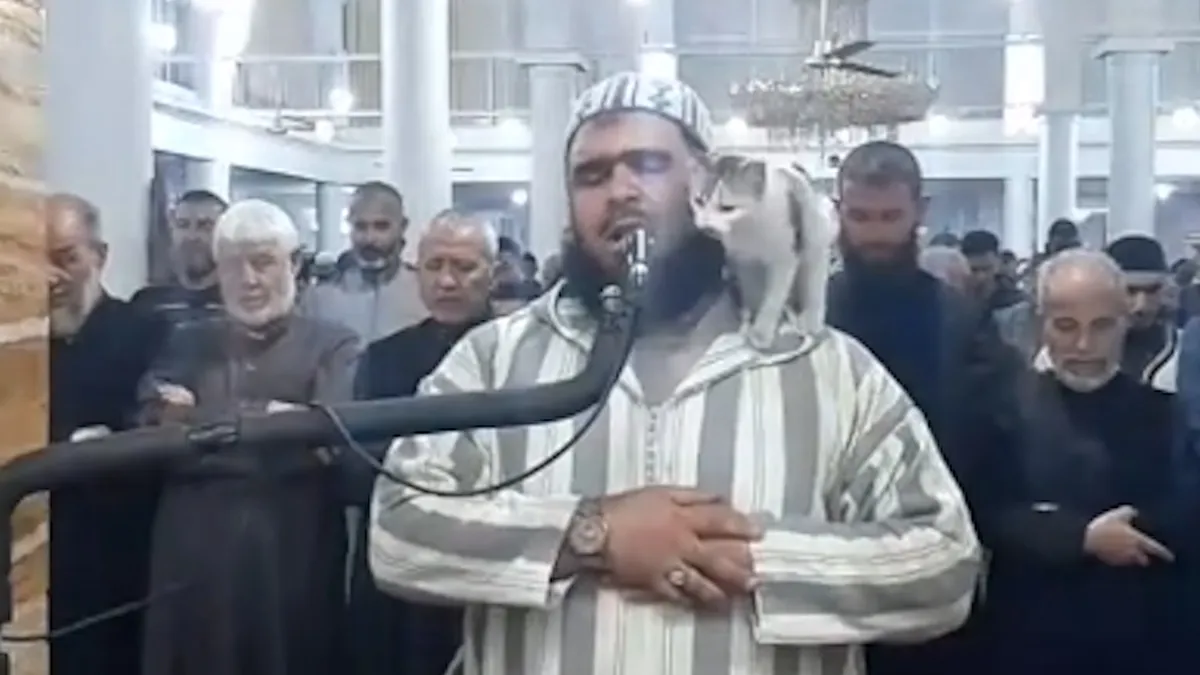 "Feline Interrupts Ramadan Prayer at Algerian Mosque"