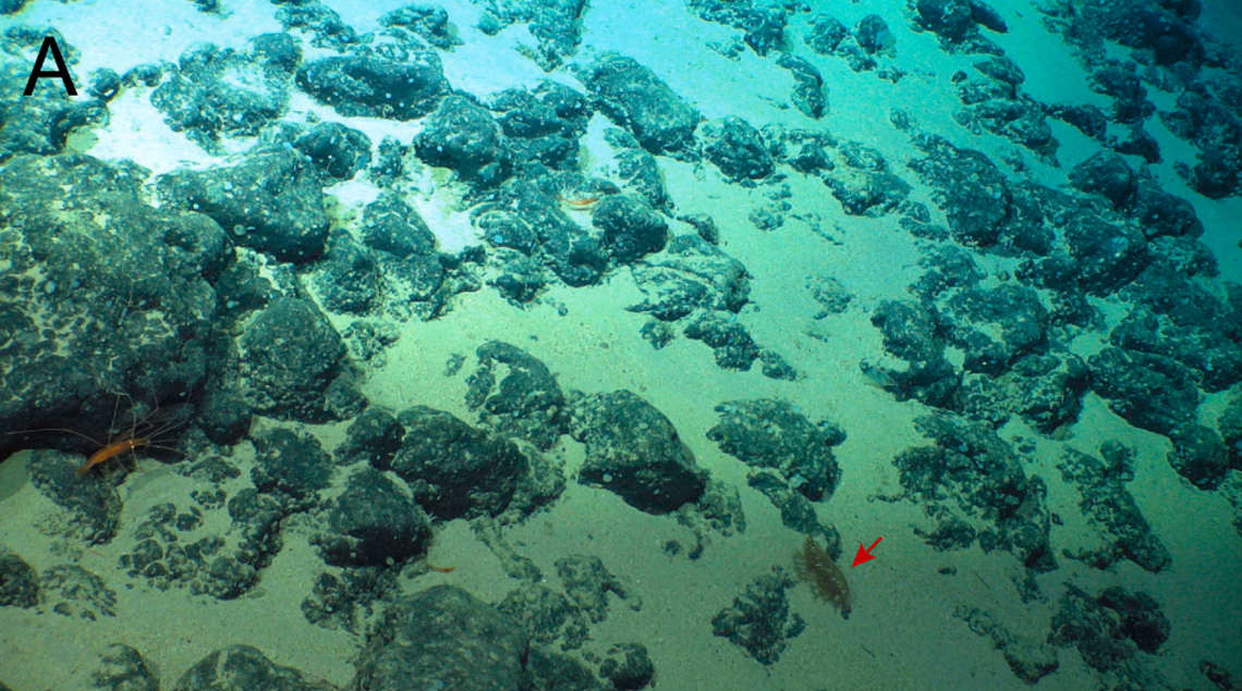 Featured image for "Discovery of 328-Tentacled Sea Creature in Japan Unveils New Species"