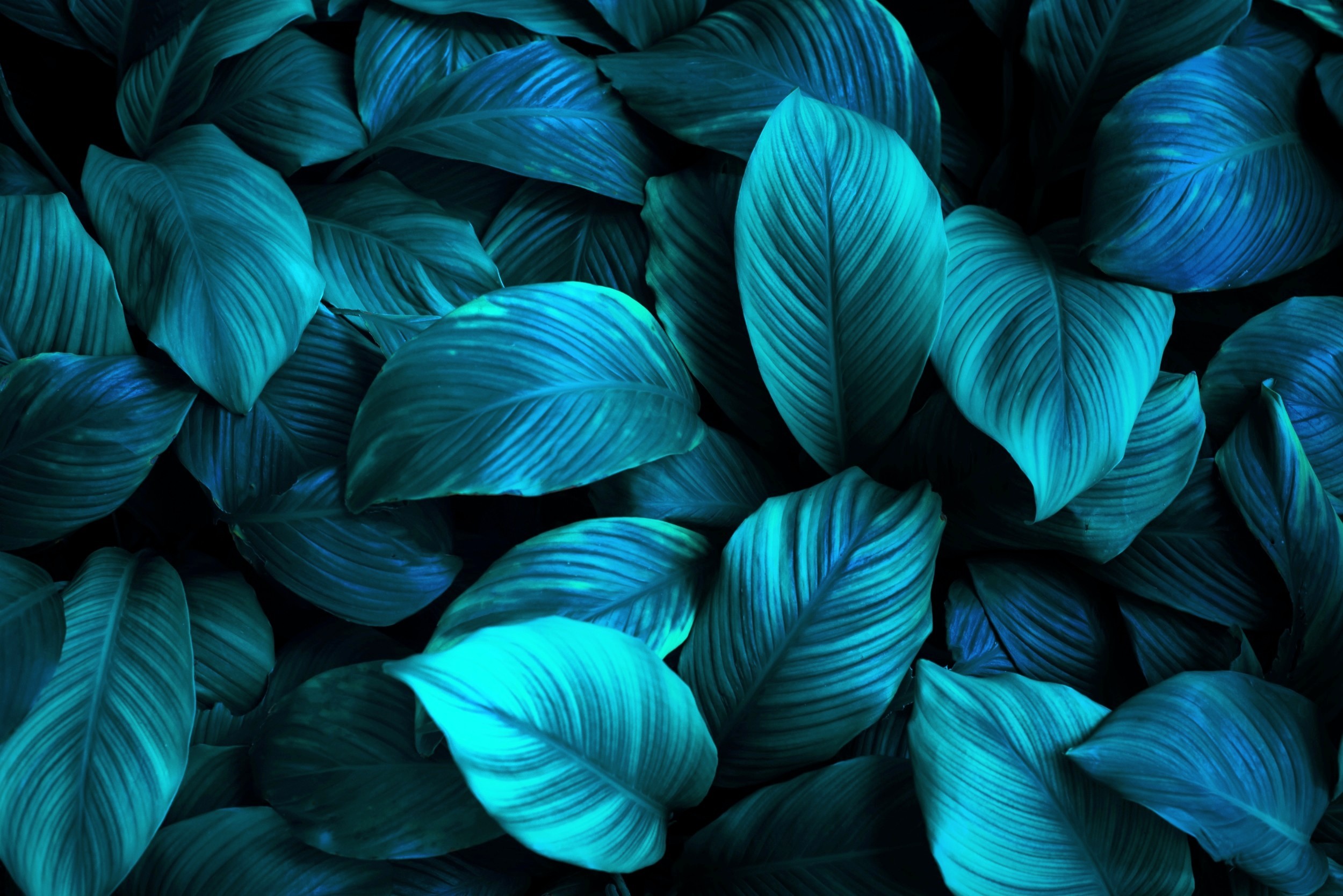 Featured image for Living Beings Emit a Faint Light That Disappears at Death