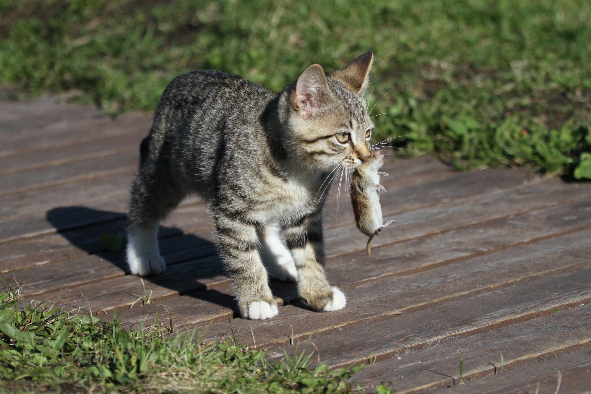 The Deadly Truth: Cats Devouring 2,000 Species, Including Endangered Ones