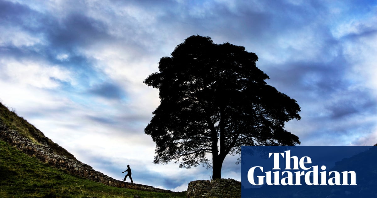 Featured image for Revival of Felled Sycamore Gap Tree: Cuttings Display Growth