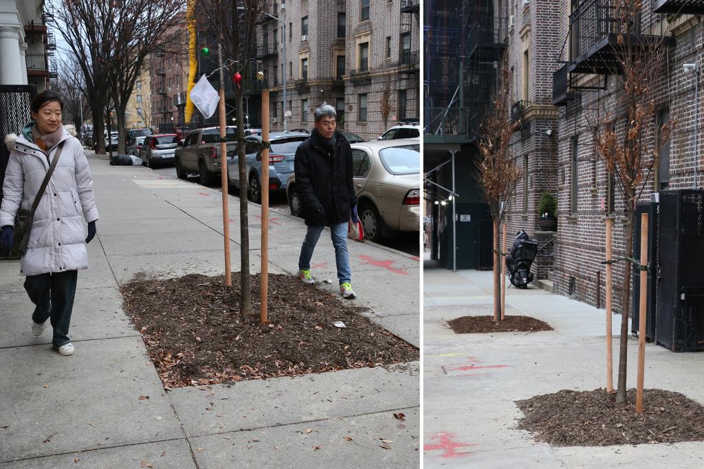 Featured image for "Queens Residents Stunned by Mysterious Tree Plantings on Sidewalks"