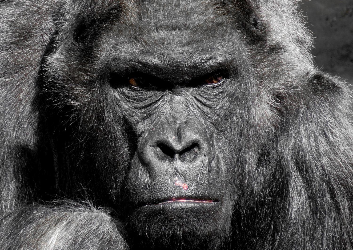 Featured image for Understanding Human Nature Through Great Apes