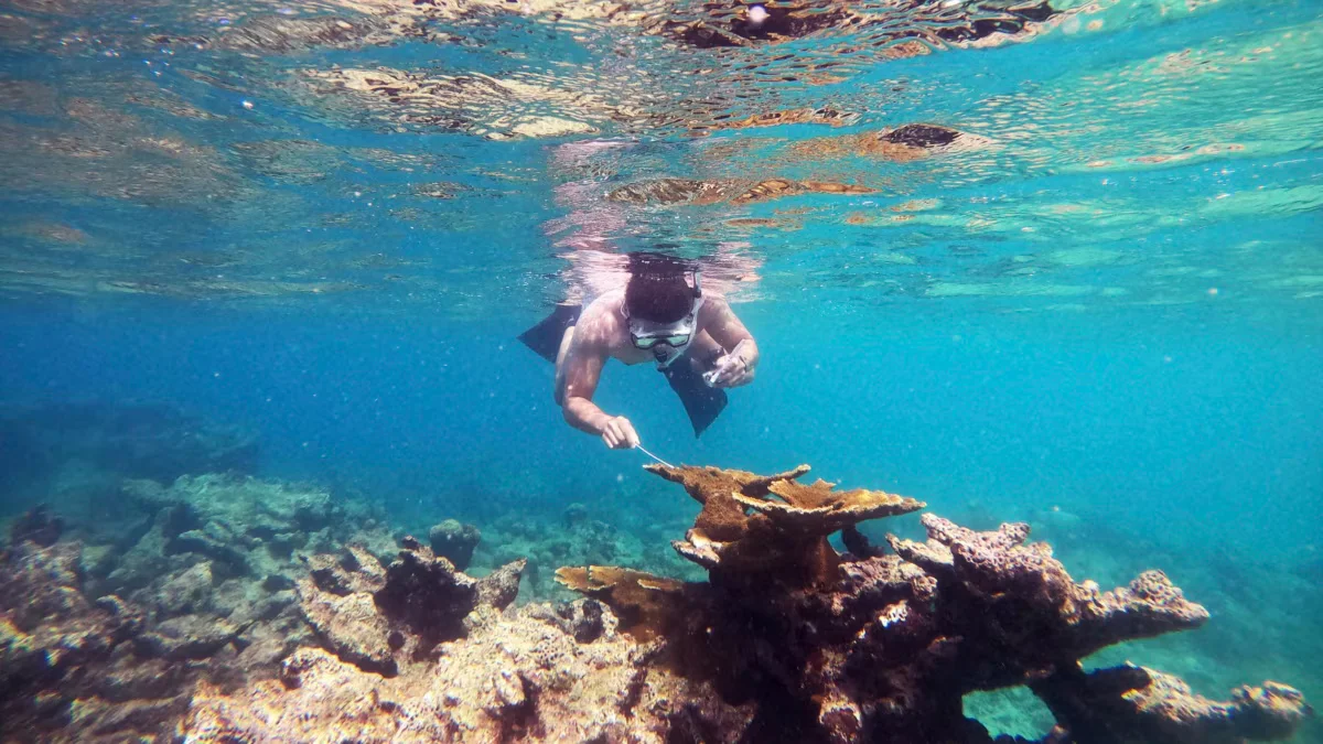 Identifying the Killer of Caribbean Sea Urchins.