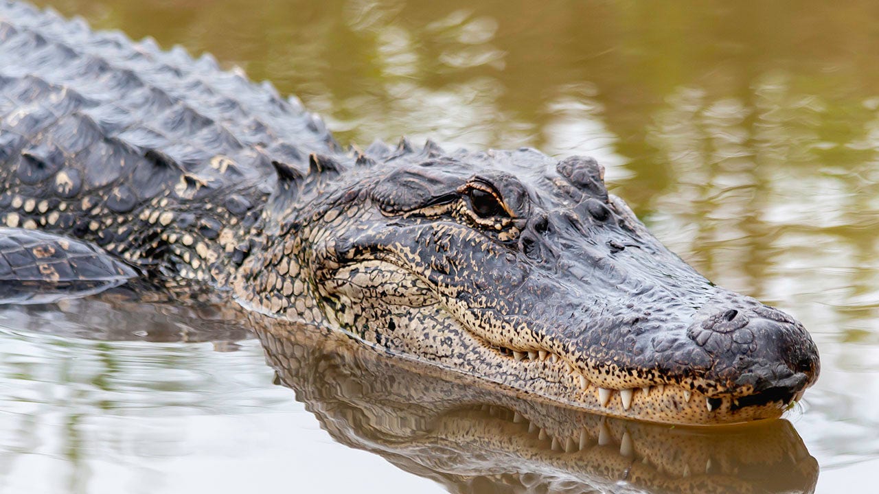 Featured image for Florida Man Loses Arm in Alligator and Shark Attacks