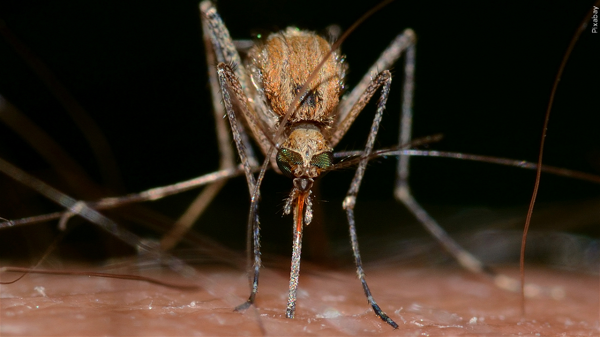 "Summertime Health Alert: Pueblo Public Health Issues Warning for Seasonal Sickness"