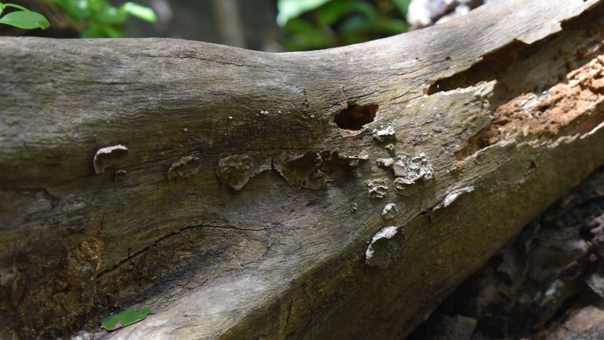 Fungi's Plastic-Munching Abilities Offer Hope for Pollution Crisis