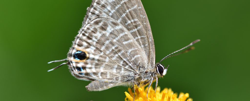 Featured image for Butterflies' Second 'Heads' May Explain Their Behavior