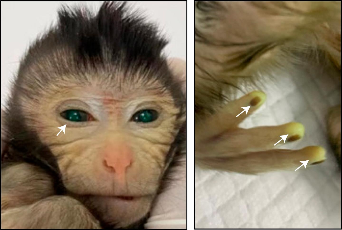 Featured image for "Glowing Green: The Breakthrough of Live-Birth Chimeric Monkeys"