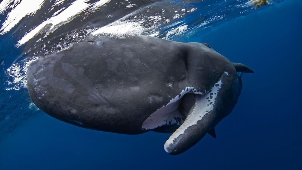 Featured image for "Sperm Whales' Unconventional Defense: Using Giant Poop Bombs to Thwart Orca Attacks"