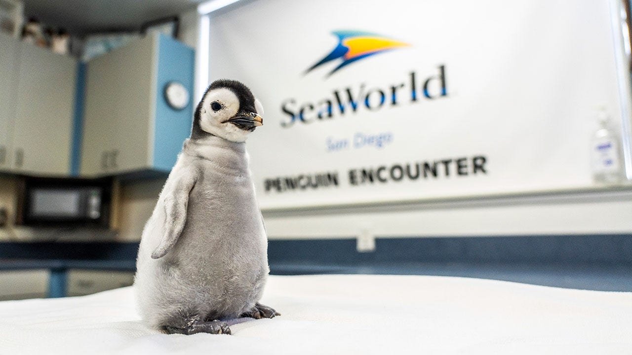 Featured image for Public Invited to Name Rare Emperor Penguin Chick Hatched at SeaWorld San Diego