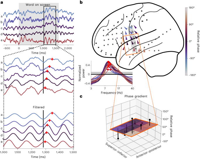 Featured image for Modulation of Human Memory Processing by Theta and Alpha Travelling Waves