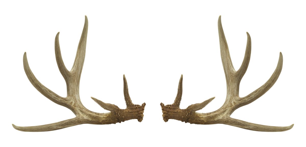 Genetically engineered mice grow antlers, paving way for human limb regeneration.