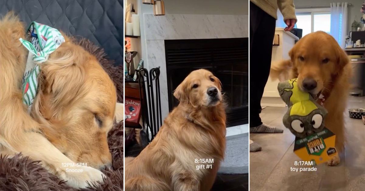Featured image for Golden Retriever Celebrates First Christmas with Joyful Gift Unwrapping