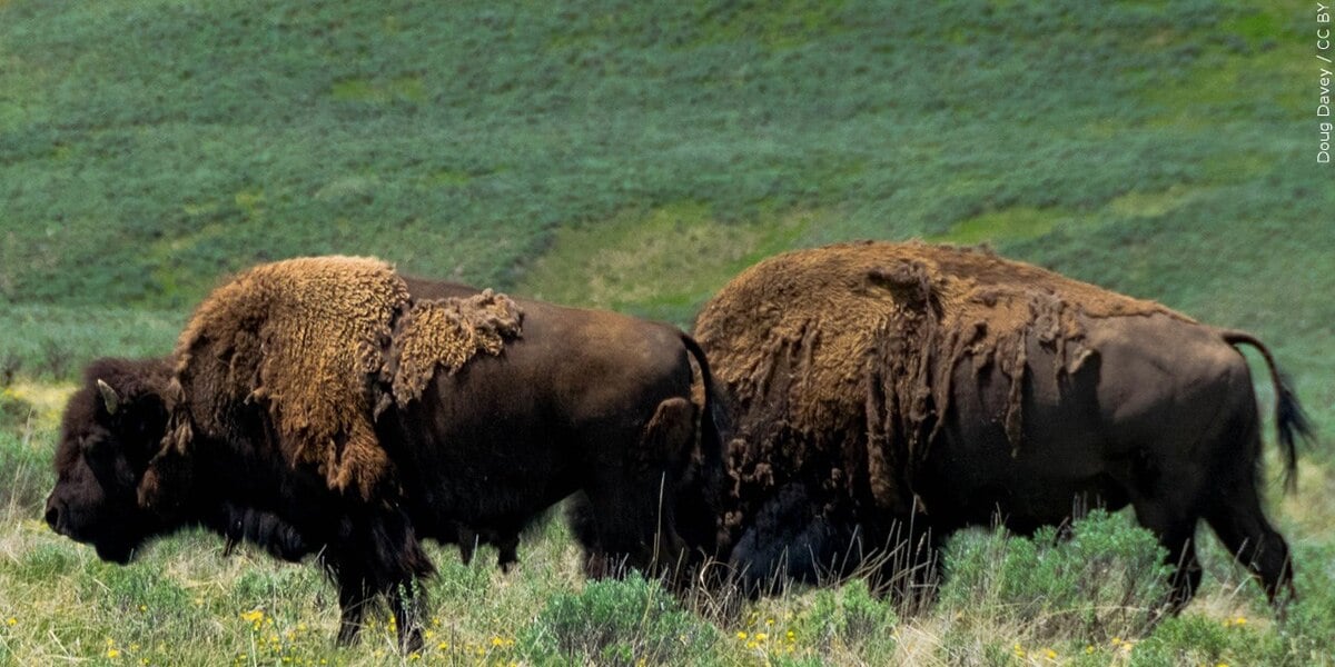 Featured image for Bison Escapes Cause Chaos in Northern Maine