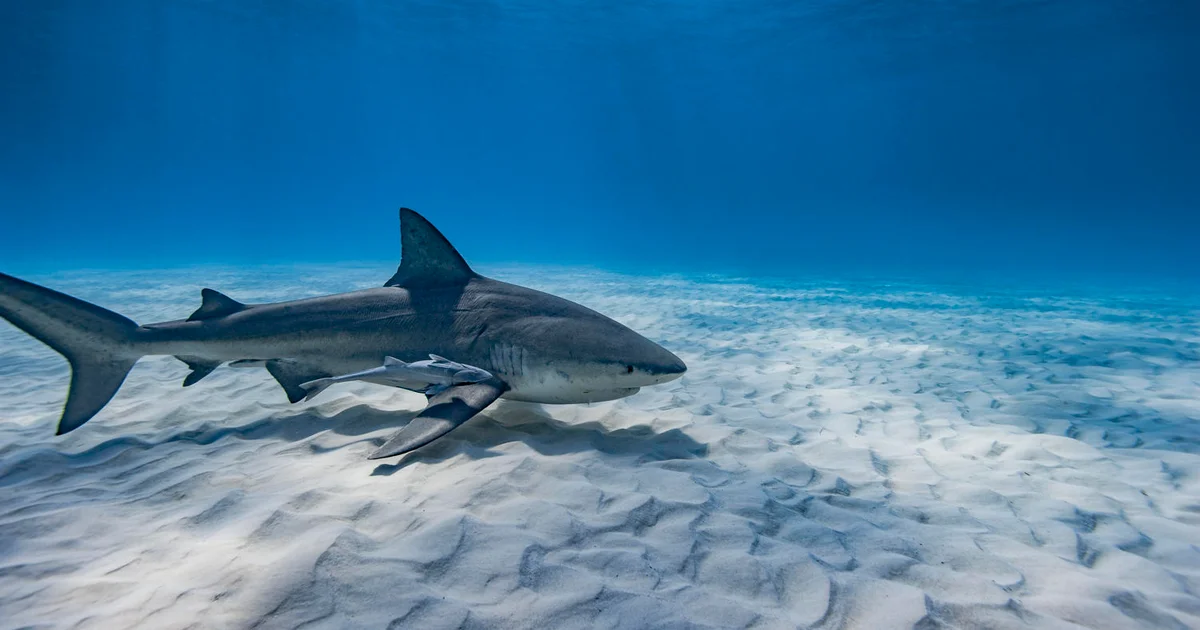 Florida's Recent Spate of Shark and Alligator Attacks