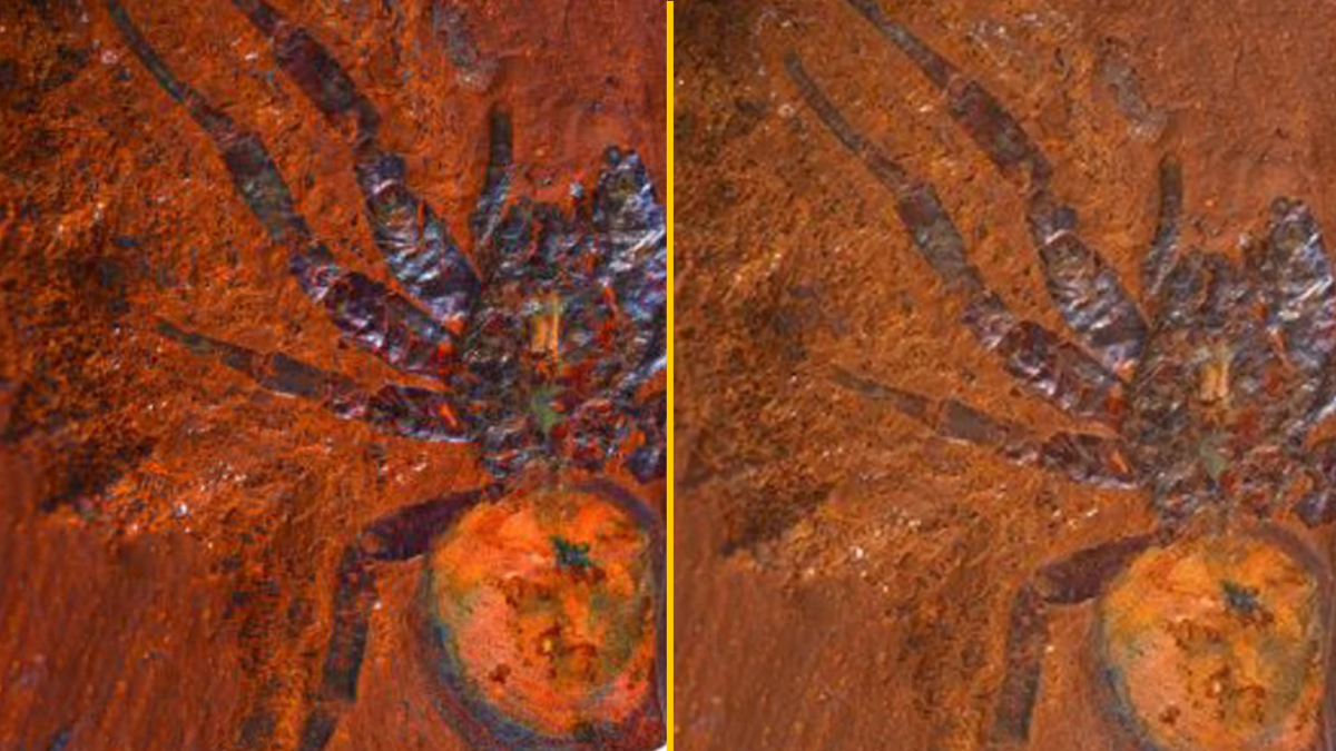 Featured image for "Giant Dinosaur Spider Fossil Unearthed in Australia"