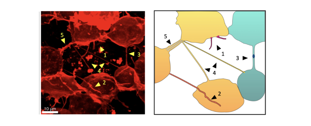 Featured image for Intercellular Communication in Embryos: The Secret of Tiny Tubular Mail