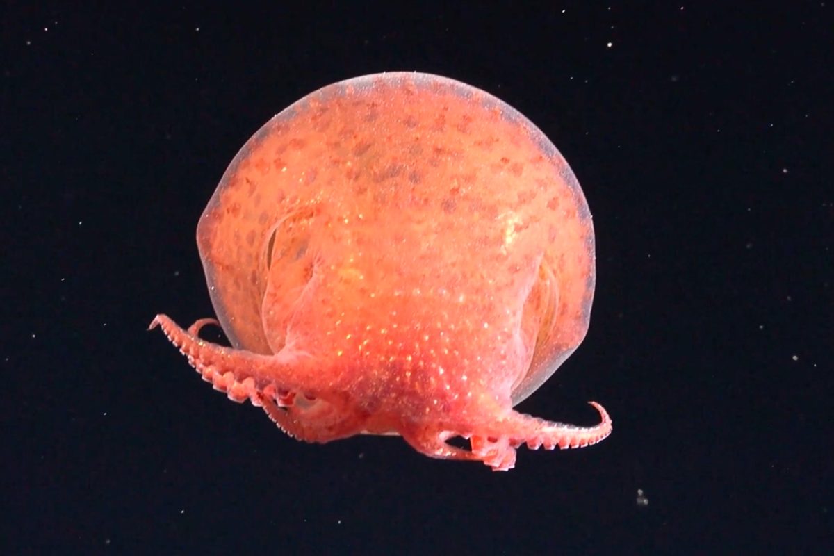 Featured image for Deep-Sea Octopuses Revealed by New Underwater Camera