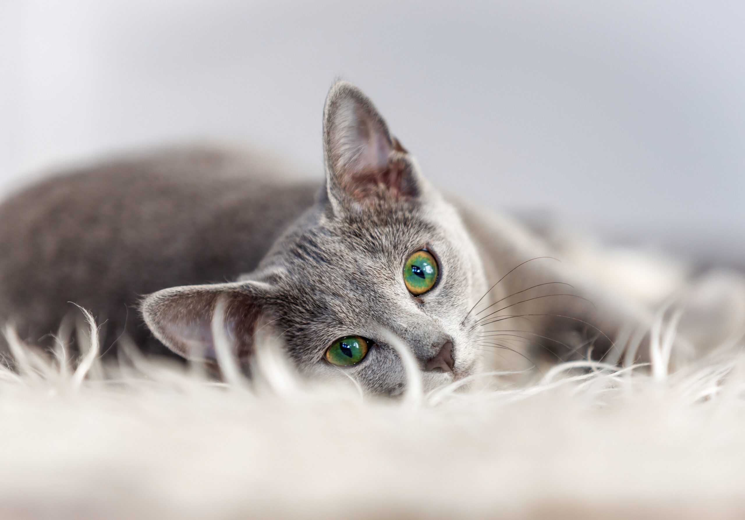 Featured image for Cats implicated in COVID-19 transmission.