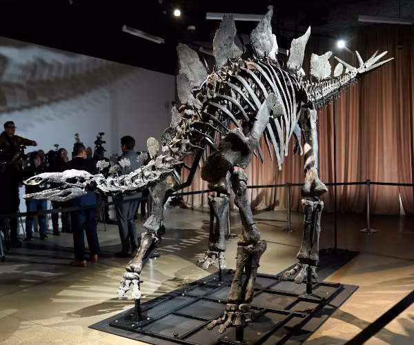 Featured image for Ken Griffin's $45M Stegosaurus 'Apex' Debuts at NYC Museum