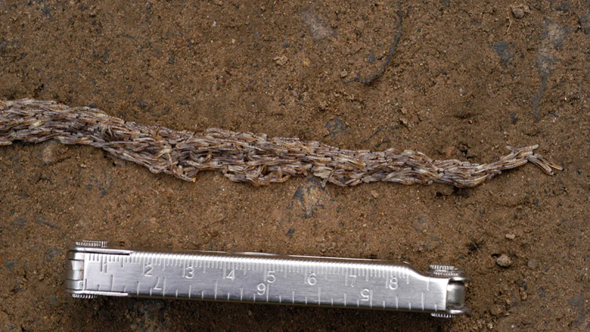 Featured image for "Mystery Solved: Scientists Uncover Identity of Bizarre 'Snake Worm'"