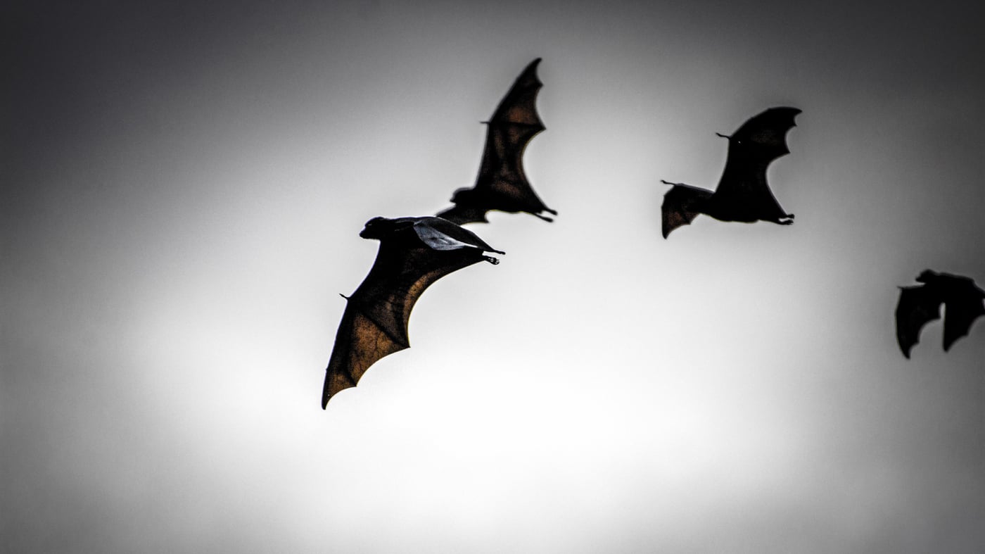 Featured image for "The Crucial Role of Bats in Preventing Future Pandemics"